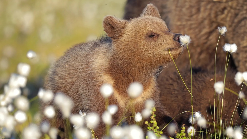 Brown Bear, Martinselkonen, Finland - Comedy Wildlife Photo Awards Finalist
